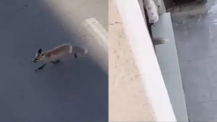 Türkiyədə ac tülkü şəhərə enib eyvandan mənzilə daxil oldu - VİDEO