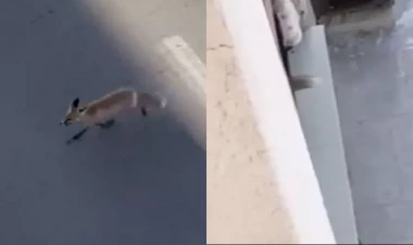 Türkiyədə ac tülkü şəhərə enib eyvandan mənzilə daxil oldu - VİDEO