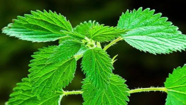 Həkimsiz sizi sağaldan bitki - CƏMİ 1 DƏMLƏMƏ İLƏ..