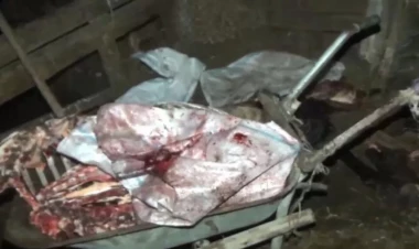 Cəlilabadda at əti aşkarlandı - FOTO