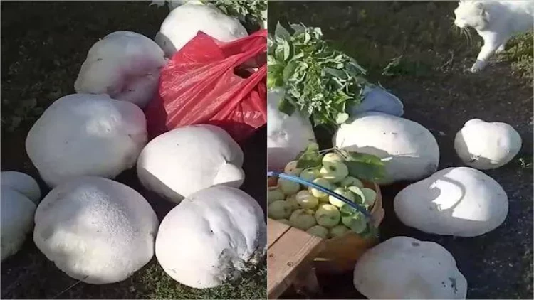 Tarlanın ortasında “dinozavr yumurtaları” görüb çaş-baş qaldı - Görün nə çıxdı? - FOTO