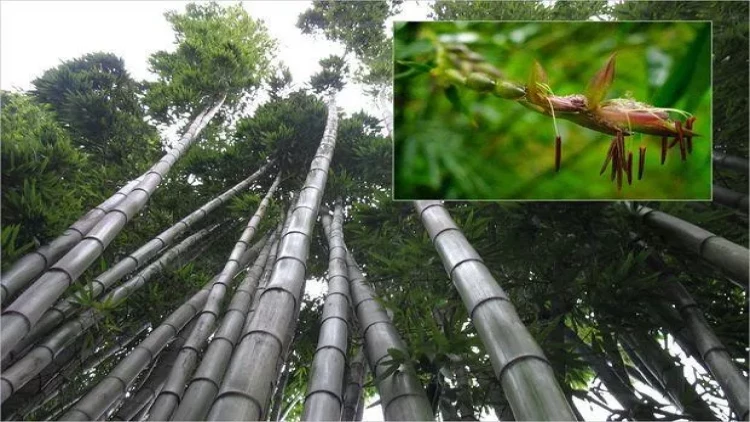 Bambuklar 120 ildən bəri ilk dəfə çiçəkləyəcəklər: Bu, fəlakət deməkdir - FOTO