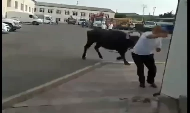 Bakı küçələrində BÖYÜK HƏYƏCAN: Maşınları əzdi, həyətlərə hücum etdi - VİDEO