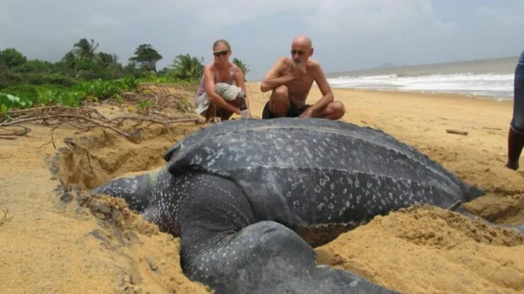 Kapitan sahildə yarım tonluq tısbağa aşkar etdi - FOTO