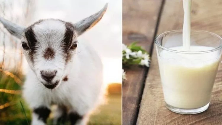 Keçi südünün müalicəvi xüsusiyyəti - Yaşlı adamlar üçün qurtuluş yolu