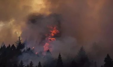 İzmirdə meşə yanğını