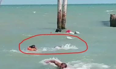 Xəzər dənizində suiti çimənlərə hücum etdi - ANBAAN VİDEO