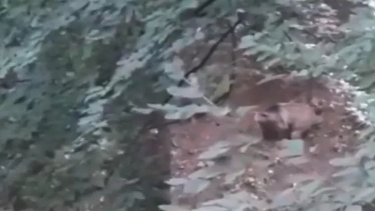 Göygöl Milli Parkında boz ayı inəyi parçaladı - ANBAAN VİDEO