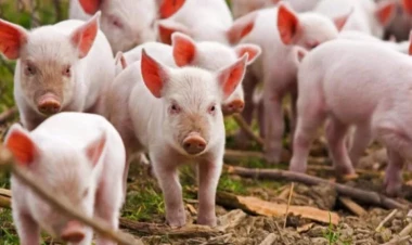 Bu ölkədə son 31 ildə ilk dəfə donuz taunu aşkarlandı