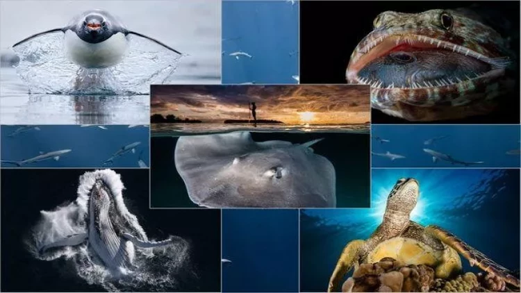 Okean fotoqraflarının çəkdikləri heyrətamiz kadrlar – FOTO