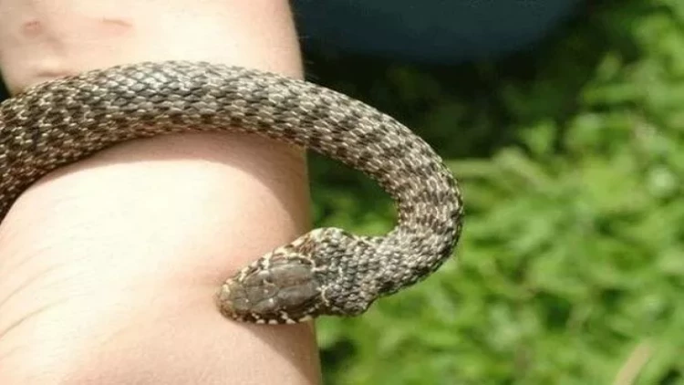 Lənkəranda uşaq bağçasını ilanlar basdı