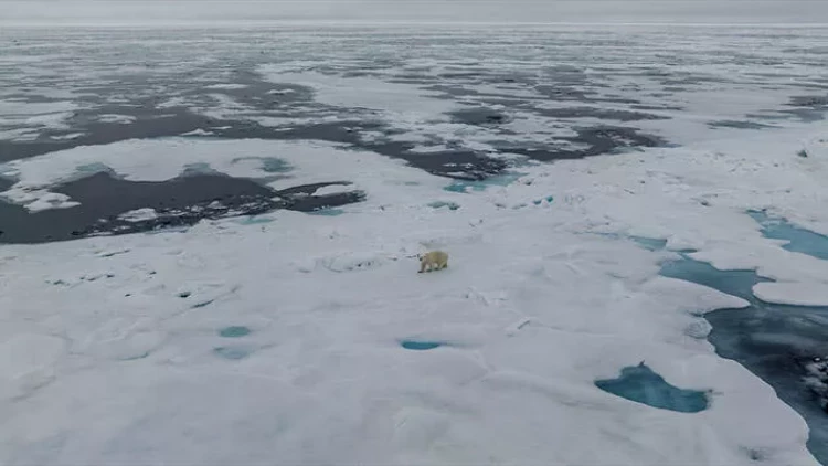 Qütb ayılarının əriyən dünyası - FOTOlar