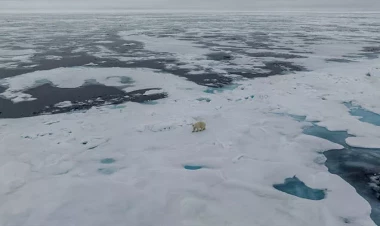 Qütb ayılarının əriyən dünyası - FOTOlar