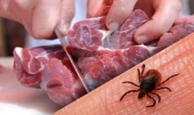 İranda Krım-Konqo qızdırması virusu yayıldı: Ölənlər var - FOTO