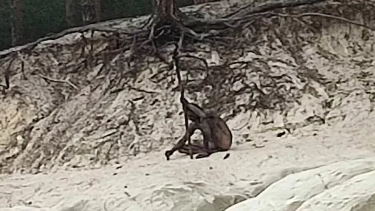 Almaniyada canavar adam göründü - FOTO