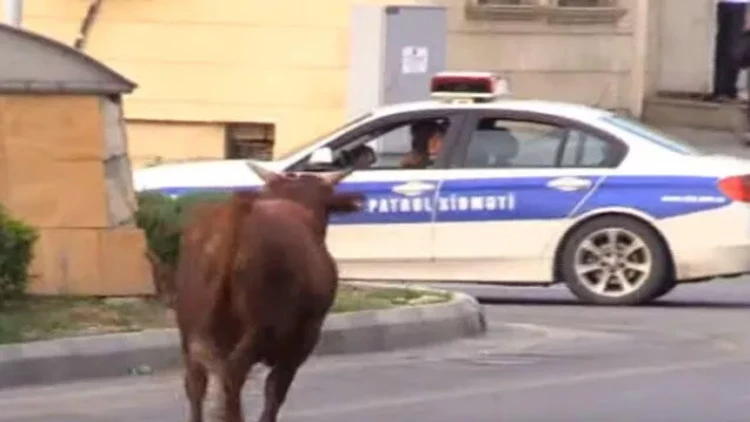 Qəssabın əlindən qaçan dana ALƏMİ BİR-BİRİNƏ QATDI