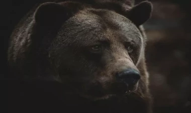 Ayı evə girib çarpayıda yuxuya getdi