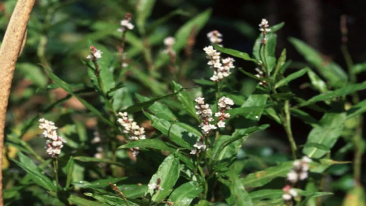 Ac qarına yaşıl alma yemək - Yaxşı həzm sistemi üçün buna öyrəşin