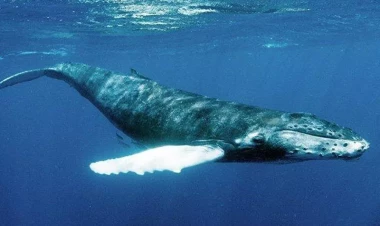 Peruda nəhəng balina cəsədi sahilə çıxıb - FOTO