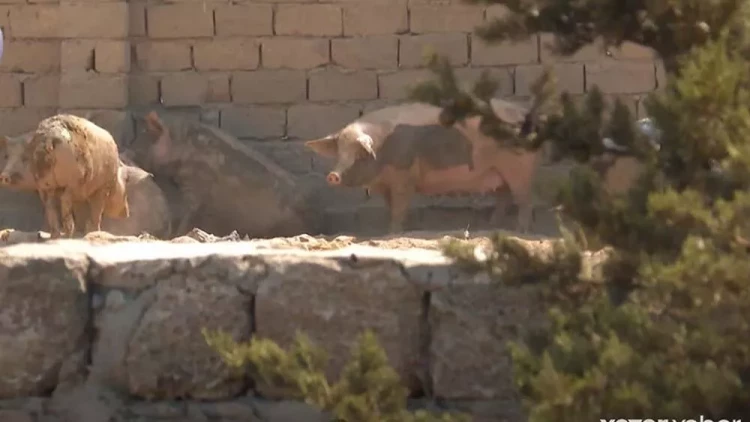 Ramana qəsəbəsi donuz saxlayanların məskəninə çevirilib - VİDEO