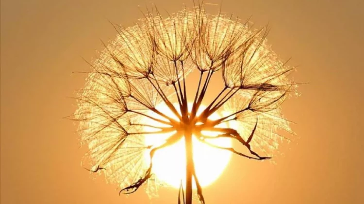 Bakıda və Abşeronda temperatur normadan 4 dərəcə yüksək olub - FAKTİKİ HAVA