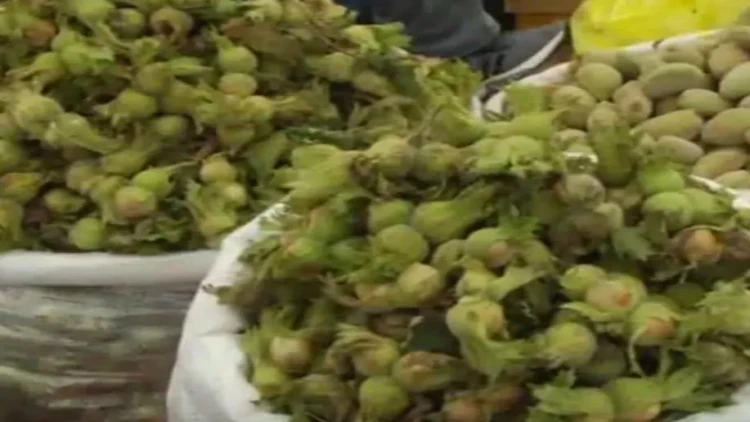 Zaqatalılar fındığın indiki qiymətindən narazıdır - VİDEO