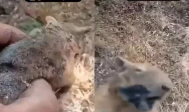 İranda SEPAH-ın törətdiyi yanğınlar nəticəsində dələlər yanır - VİDEO