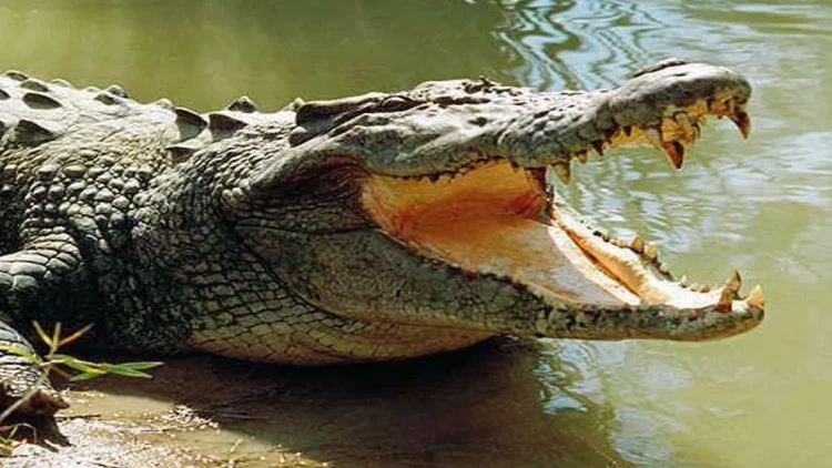 Tanınmış futbolçunu timsah yedi