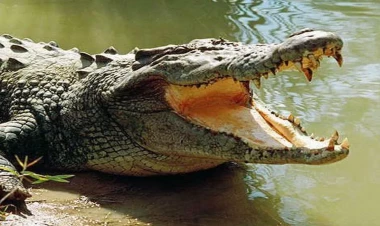 Tanınmış futbolçunu timsah yedi