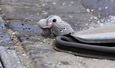 Oğuzda 6 yaşlı uşağı maşın vurdu