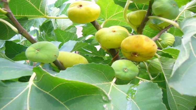 Şəkidə ağacdan əncir yığan qadını cərəyan vuraraq öldürdü