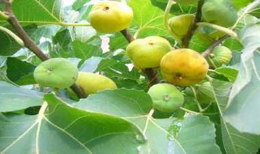 Şəkidə ağacdan əncir yığan qadını cərəyan vuraraq öldürdü