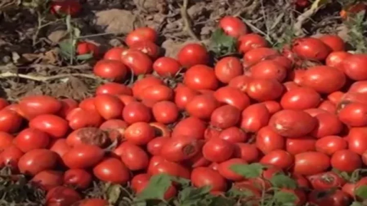 Tonlarla pomidor sahələrdə çürüyür... - Kiloqramını 10 qəpiyə alan yoxdur... - VİDEO