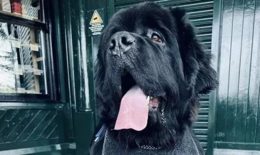 Sosial şəbəkə fenomeninə çevrilən 70 kq-lıq itin fotoları