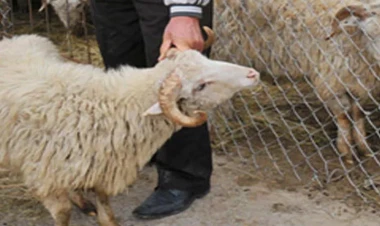 Xalq artisti səhnəyə qayıtdığı üçün qurban kəsdilər - VİDEO