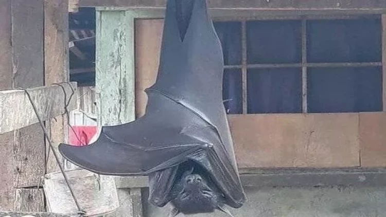 Qorxunc görüntü  - İnsan boyda yarasa - FOTO