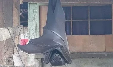 Qorxunc görüntü  - İnsan boyda yarasa - FOTO