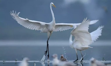 Vağ quşlarının Masallı meşələrində məskən salmalarına səbəb nədir?