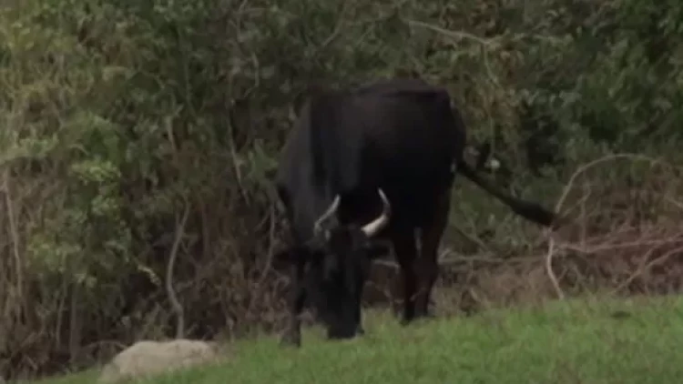 Astarada heyvan sahibini tapdalayaraq öldürdü... - VİDEO