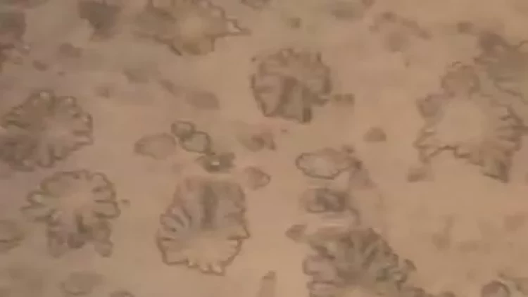 Dilarə Zəmzəm suyunu mikroskopla araşdırdı - Ortaya çıxan görüntü təəccübləndirdi - VİDEO