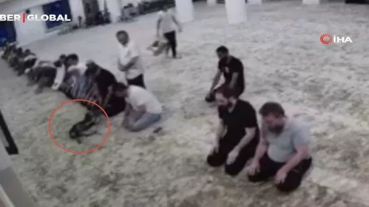 Türkiyədə məscidə girən it namaz qılanlara çətin anlar yaşatdı - VİDEO