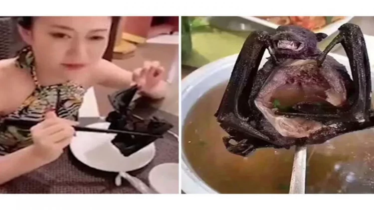 Çin haqqında TÜKÜRPƏDƏN FAKTLAR: İtlərlə iyrənc münasibət, virus, natəmizlik...  - ŞOK GÖRÜNTÜLƏR