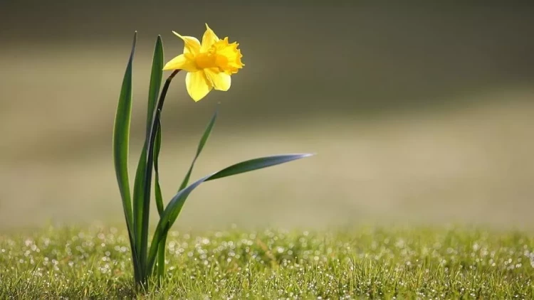 İqlim dəyişməsinə qarşı vasitə - Nərgizgülü!