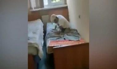 Azərbaycanda it dişləyən uşaq quduzlaşdı - YENİLƏNİB - ŞOK VİDEO