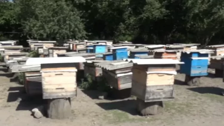 Qeyri-sabit hava şəraiti arıçılığa mənfi təsir edib - VİDEO