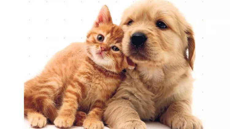 Sahibinin stressi heyvanlarda ürək problemlərinə səbəb olur