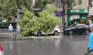 Bakıda ağac avtomobilin üzərinə aşıb - FOTO
