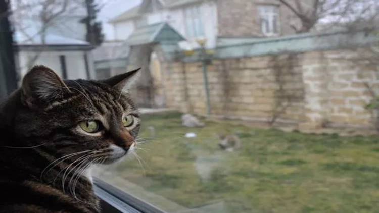 Kürdəmir sakini pişiyi ASDI: səbəb dəhşətə gətirir - VİDEO