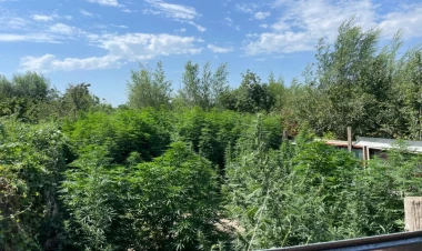 Sabirabadda narkotik tərkibli bitkilərin kultivasiyası ilə məşğul olan şəxslər saxlanılıb