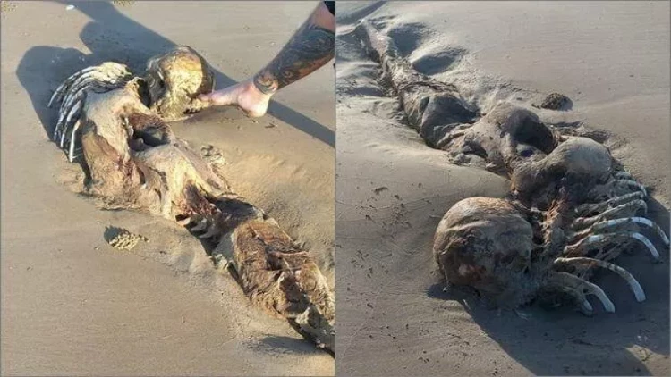 Sahildə tapılan sirli “su pərisi”nin skeleti alimləri çaş-baş qoydu - FOTO